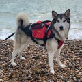 Pies husky w kamizelce asekuracyjnej crewsaver