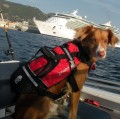 Pies-w-kamizelce-crewsaver-pet-float-asekuracja-na-lodzi