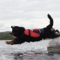 Pies-w-kamizelce-crewsaver-pet-float-asekuracja-w-wodzie