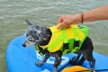 maly-pies-na-desce-sup-w-kamizelce-restube-dog-life-jacket.webp