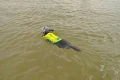 pies-plywa-w-kamizelce-restube-dog-life-jacket.webp