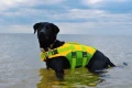 pies-w-kamizelce-ratunkowej-restube-dog-life-jacket.webp